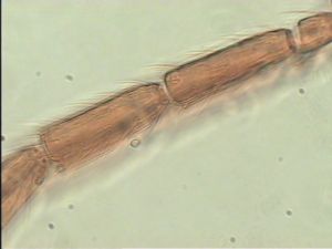 obscurus Htype 7.jpg