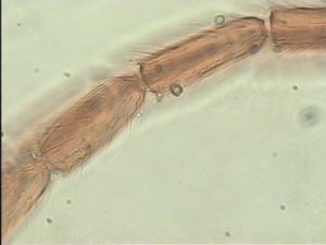 obscurus Htype 8.jpg