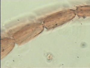 obscurus Htype 9.jpg