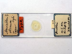 obscurus Htype s.JPG