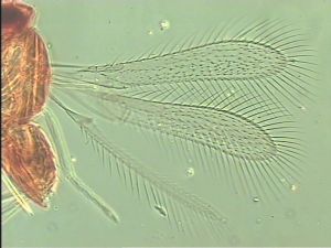 brevitarsis Htype 1.jpg