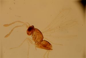 brevitarsis Htype 10.jpg