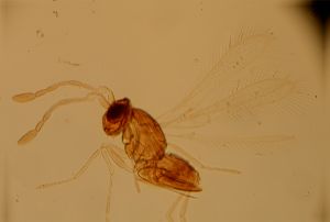 brevitarsis Htype 11.jpg