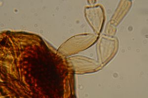 brevitarsis Htype 12.jpg