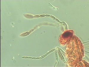 brevitarsis Htype 3.jpg