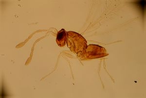 brevitarsis Htype 9.jpg