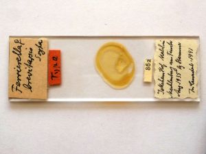 brevitarsis Htype s.JPG