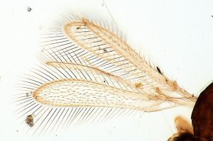 ovipositor 'Type' 0-2.jpg