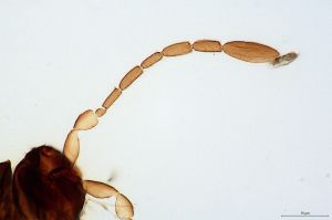 ovipositor 'Type' 0-3.jpg