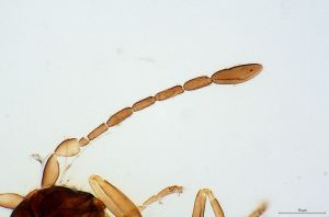 ovipositor 'Type' 0-4.jpg