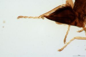 ovipositor 'Type' 0-7.jpg
