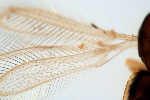 ovipositor 'Type' 0-9.png