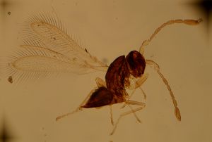 ovipositor 'Type' 2.jpg