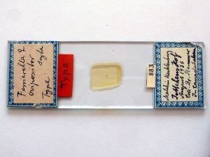 ovipositor 'Type' s.JPG