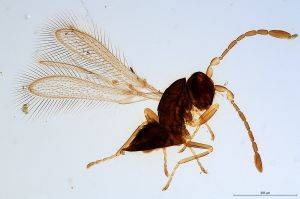 ovipositor Soyka 'Type' 0.jpg