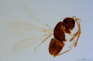 tenuipennis  Soyka Htype 0.jpg