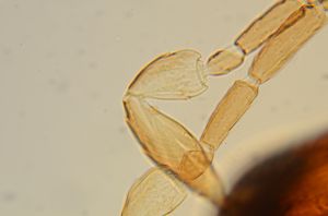 tenuipennis Htype 0-1.jpg