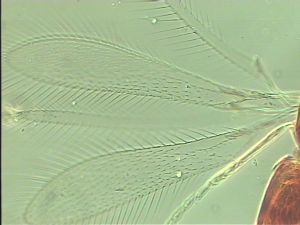 tenuipennis Htype 1.jpg