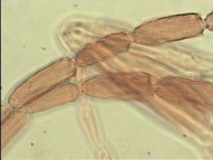 tenuipennis Htype 10.jpg