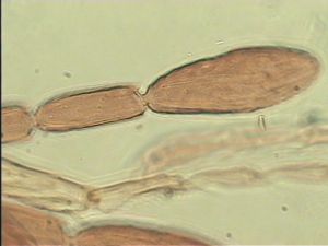 tenuipennis Htype 11.jpg