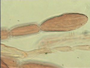tenuipennis Htype 12.jpg