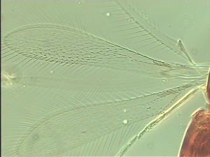 tenuipennis Htype 2.jpg