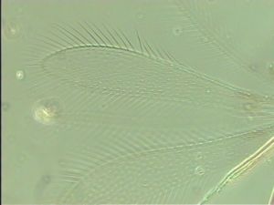 tenuipennis Htype 3.jpg