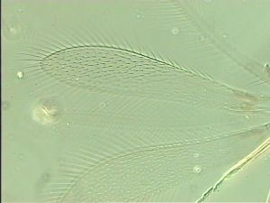 tenuipennis Htype 4.jpg