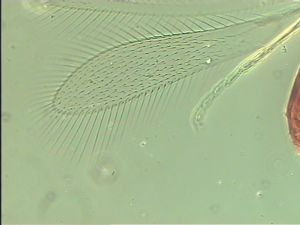 tenuipennis Htype 5.jpg