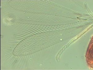 tenuipennis Htype 6.jpg