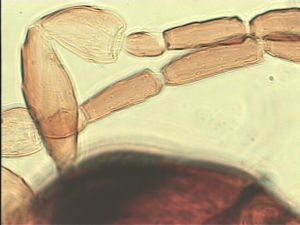 tenuipennis Htype 8.jpg