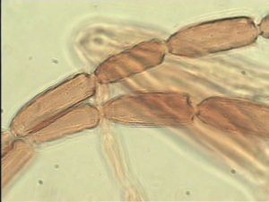 tenuipennis Htype 9.jpg