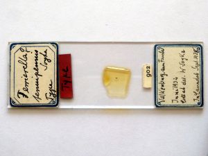 tenuipennis Htype s.JPG