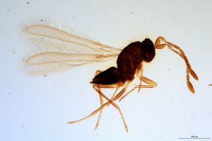 parallelipennis  Soyka Htype 0.jpg