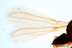 parallelipennis Htype 0-1.jpg