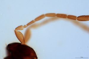 parallelipennis Htype 0-3.jpg