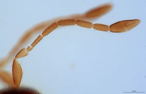 parallelipennis Htype 0-4.jpg