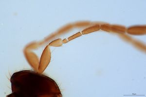 parallelipennis Htype 0-5.jpg