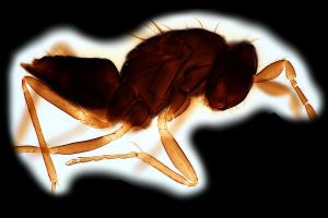 parallelipennis Htype 0-6.png