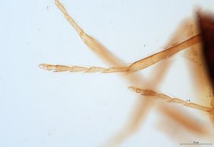 parallelipennis Htype 0-7.jpg