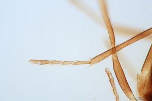 parallelipennis Htype 0-8.jpg