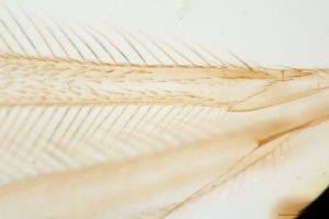 parallelipennis Htype 0-9.png