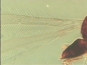 parallelipennis Htype 1.jpg