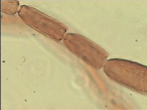 parallelipennis Htype 10.jpg