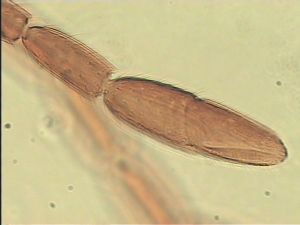 parallelipennis Htype 11.jpg