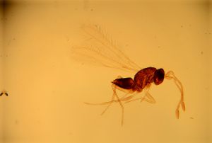 parallelipennis Htype 12.jpg