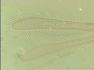 parallelipennis Htype 2.jpg