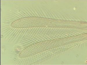 parallelipennis Htype 3.jpg