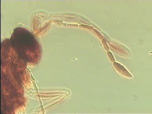 parallelipennis Htype 6.jpg