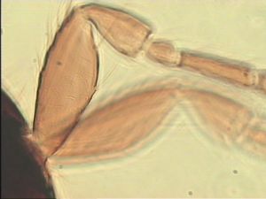 parallelipennis Htype 7.jpg